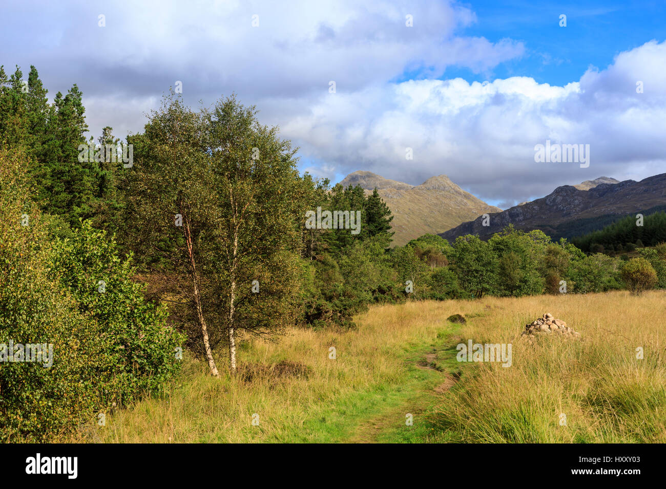 Ariundle Oakwood Riserva Naturale Nazionale, a Ardnamurchan, Scozia Foto Stock