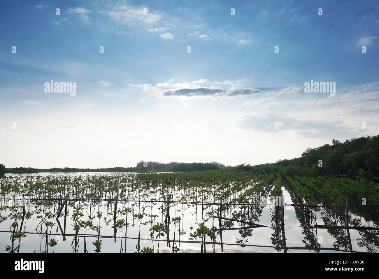 La foresta di mangrovie in costiera tropicale. Mangrovie sono tolleranti di sale di alberi e sono adattati alla vita in difficili condizioni costiere. Foto Stock