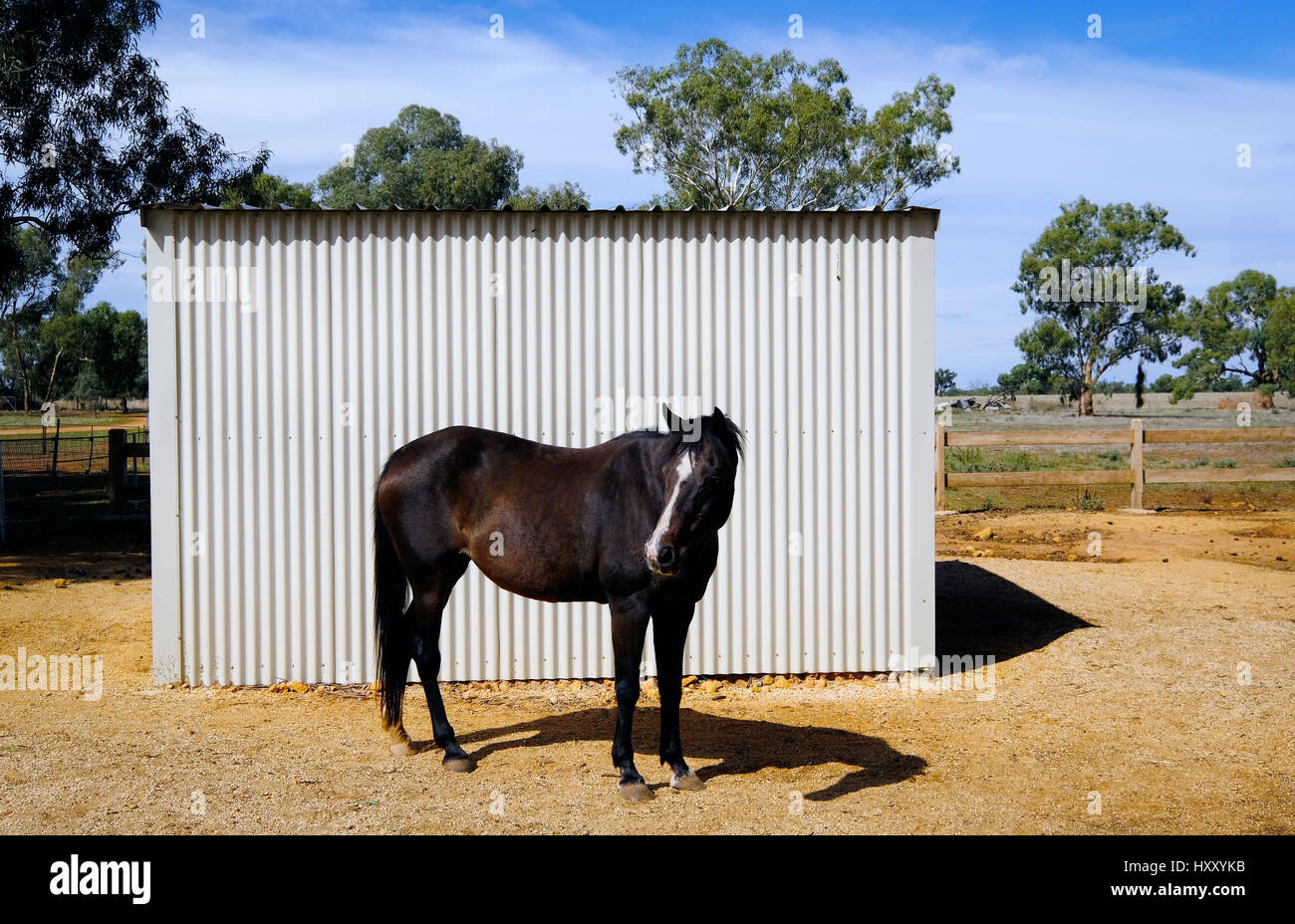 Un cavallo sta di fronte ad un ferro corrugato sparso nel paese Australia Foto Stock