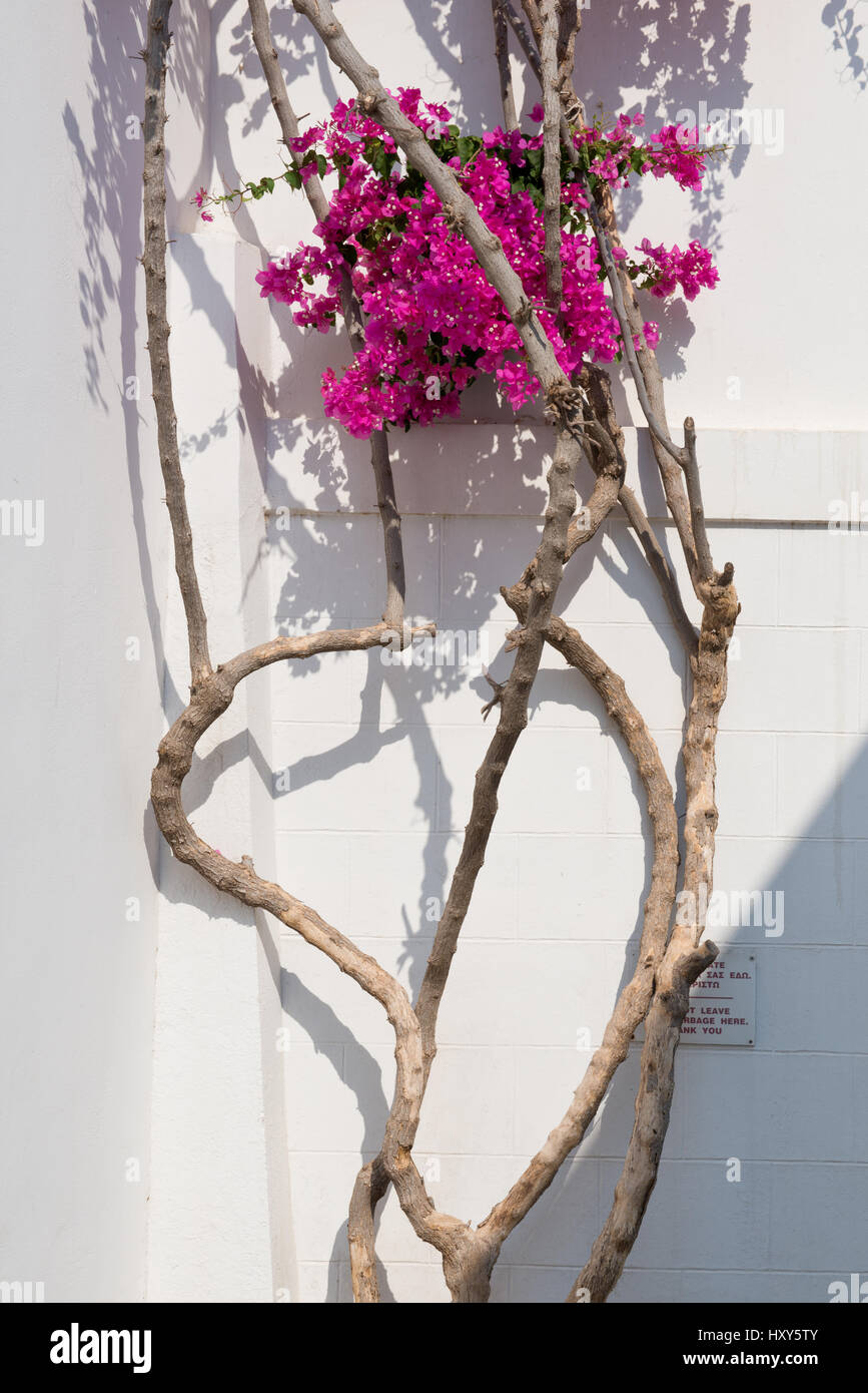 Una rosa di piante di bouganville contro un muro bianco gettando ombre nel villaggio di Lindos, Rodi, Grecia Foto Stock