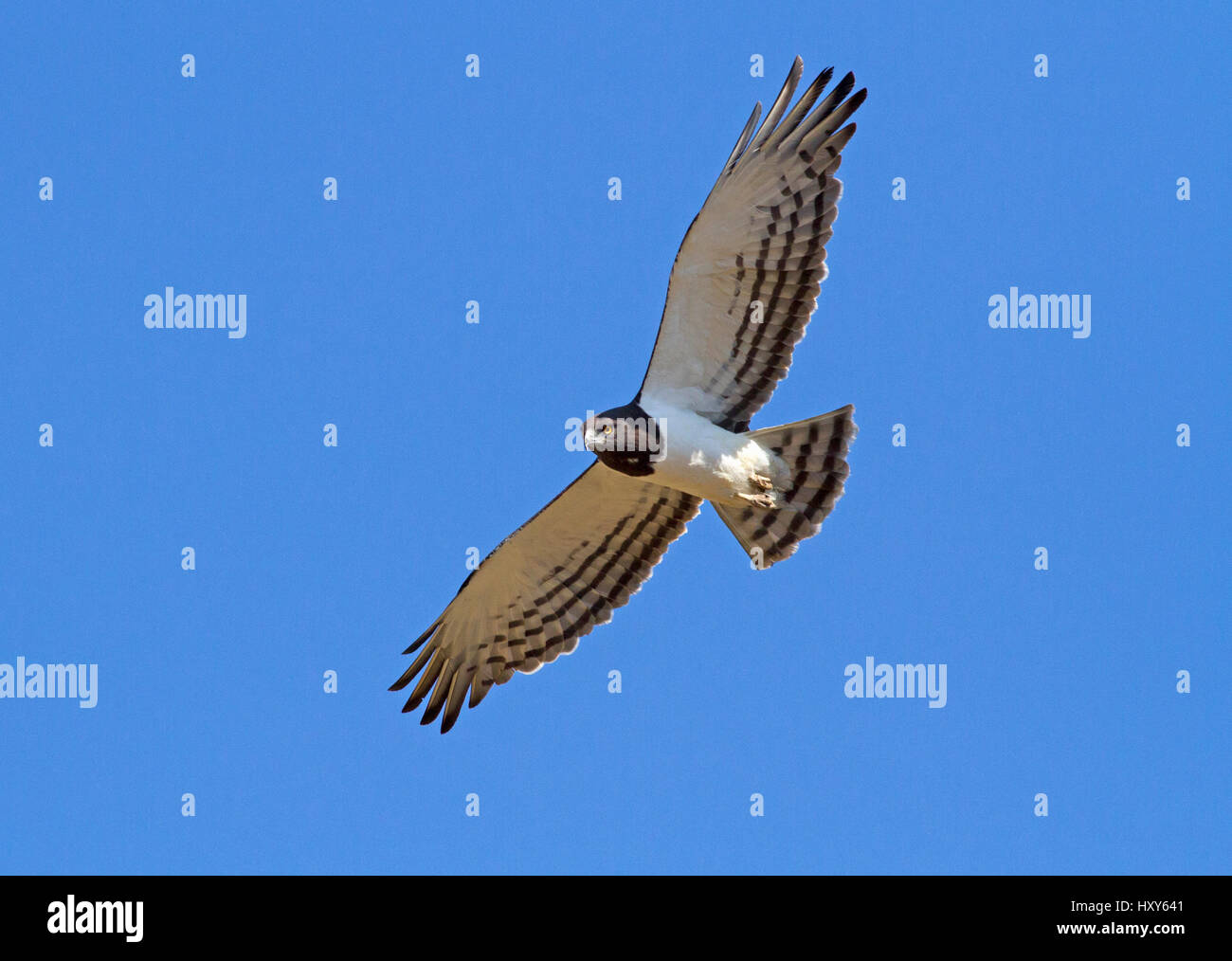 Faro di St Helena Bay Foto Stock