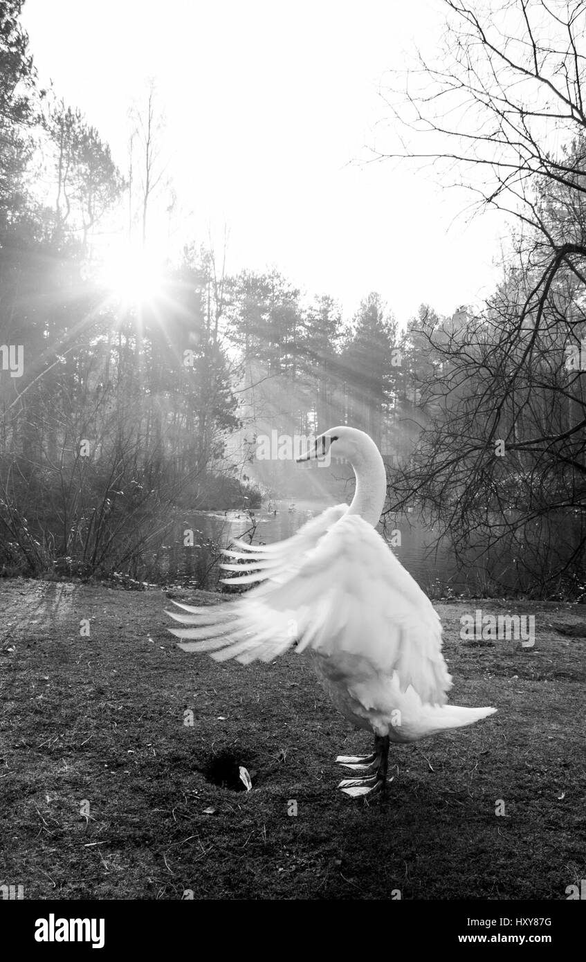 Il White Swan nel bosco al sole del mattino Foto Stock