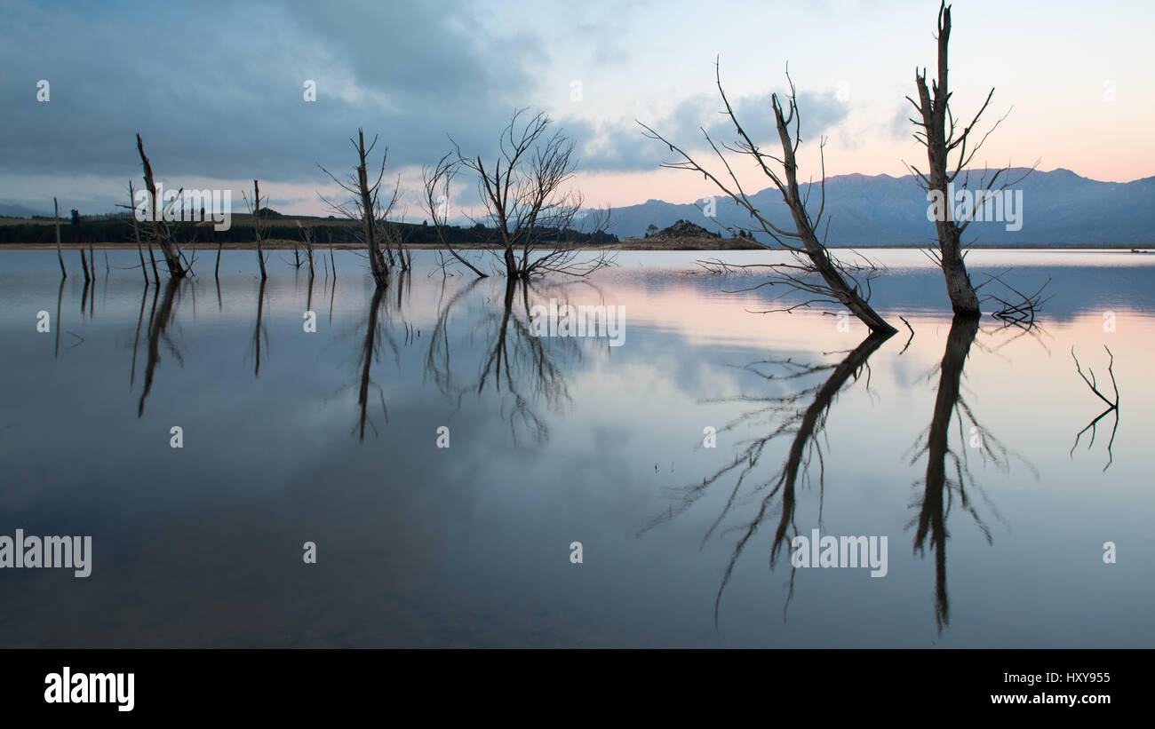 Alberi annegati a Thewaterskloofdam Foto Stock