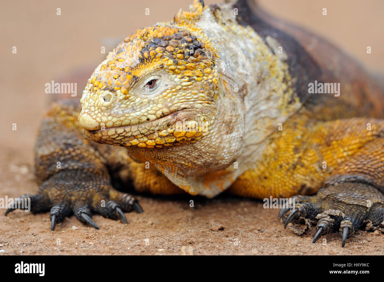 Ritratto di terra Galapagos Iguana (Conolophus subcristatus) di appoggio. Baltra, Galapagos, Ecuador. Foto Stock