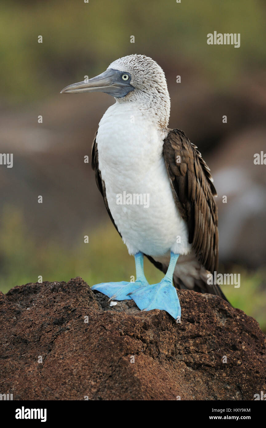 Blue Footed Booby (Sula nebouxii) appollaiato sulla roccia. Post Office Bay, Campione Isola, Galapagos, Ecuador. Aprile. Foto Stock
