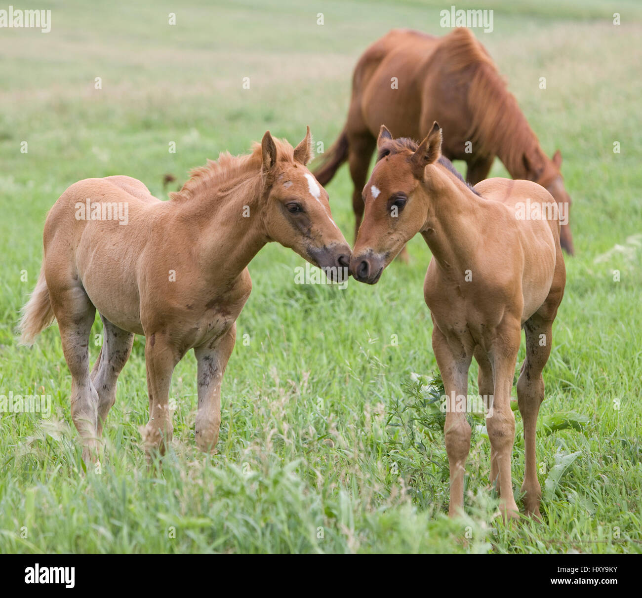 Quarter Horse, sorrel mare e puledri. Double Diamond ranch, Nebraska, Stati Uniti d'America. Luglio. Foto Stock