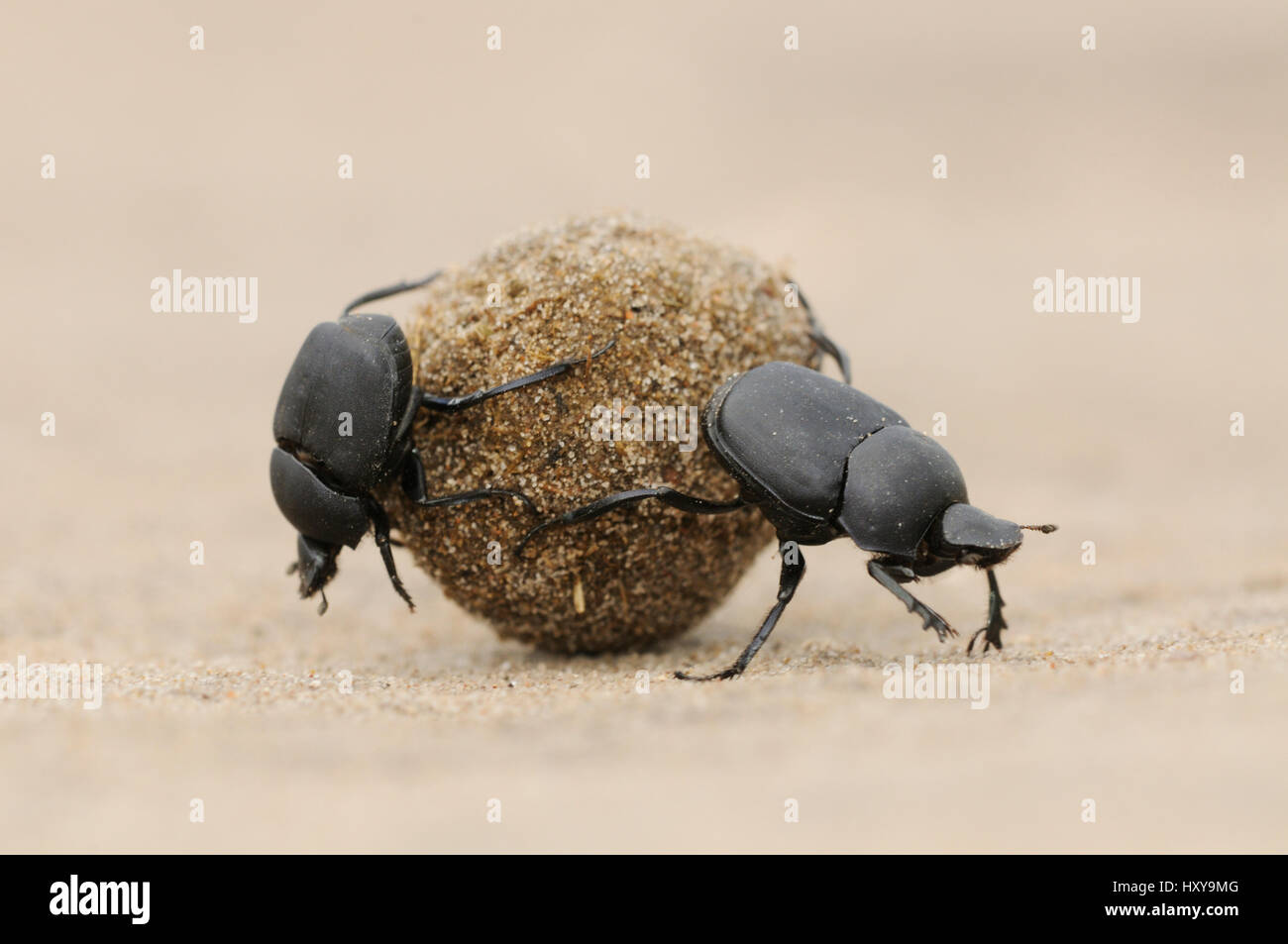 Dung Beetle (Scarabaeinae) adulti di rotolamento a sfera di letame. Laredo, Webb County, Texas del Sud, Stati Uniti d'America. Aprile. Foto Stock