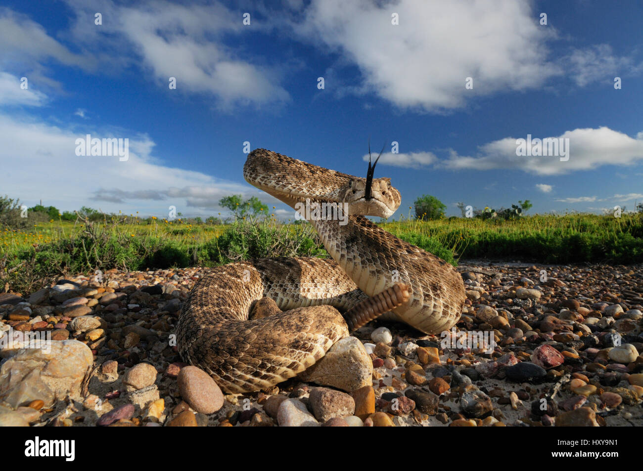 Western Diamondback Rattlesnake (Crotalus atrox), adulto in suggestiva posa. Laredo, Webb County, Texas del Sud, Stati Uniti d'America. Aprile. Foto Stock