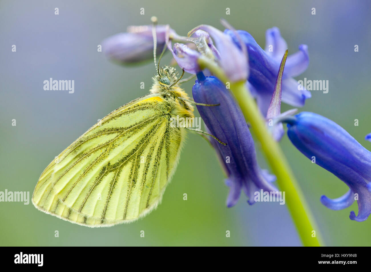 Verde-bianco venato Butterfly (Artogeia / Sarcococca napi) poggiante su bluebell. Lanhydrock, Cornwall, Regno Unito. Maggio. Foto Stock