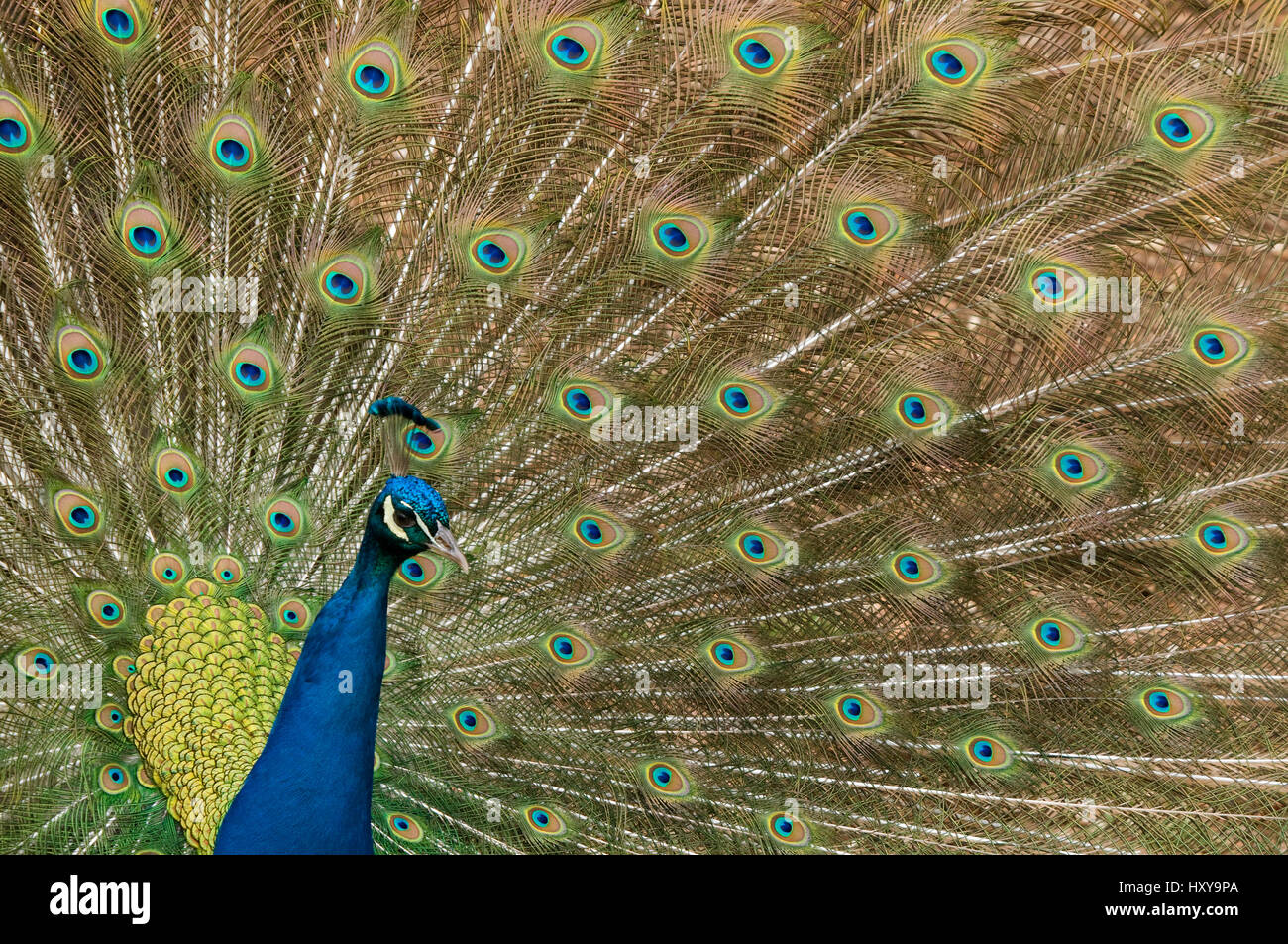 Maschio peafowl indiano (Pavo cristatus) Visualizzazione, captive. Foto Stock