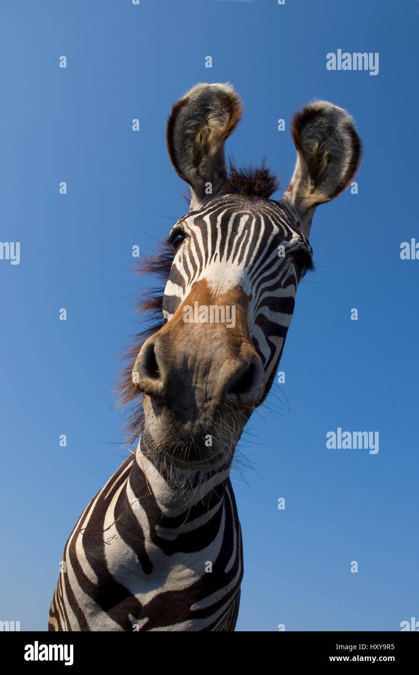 Grevy zebra (Equus grevyi) testa curioso ritratto, captive. Foto Stock