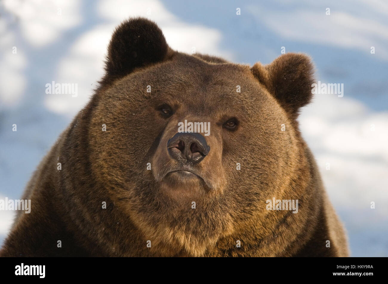 L'orso bruno (Ursus arctos) testa ritratto, captive. Foto Stock