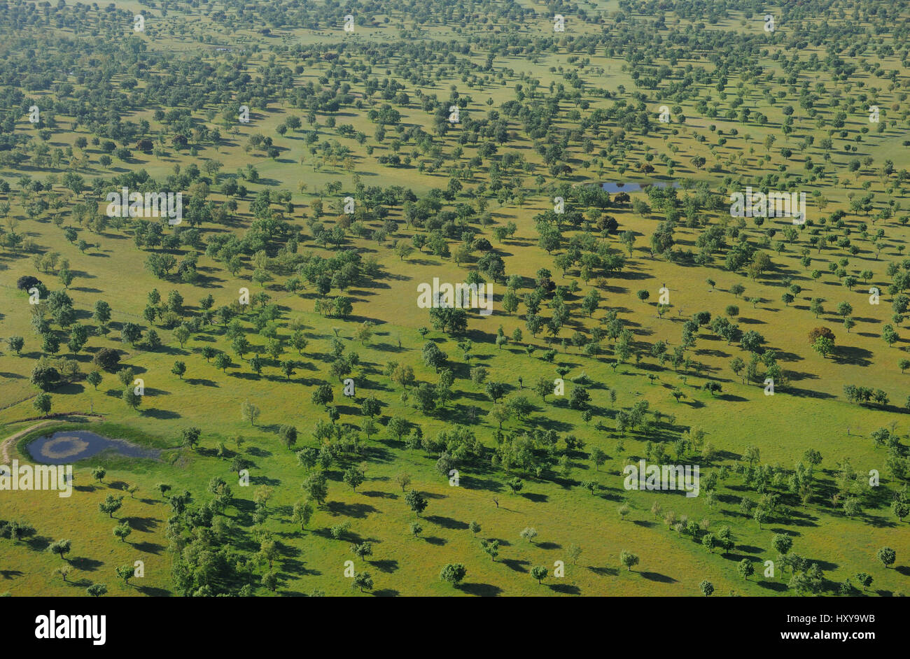 Immagine aerea di Dehesa foresta e stagni, Salamanca, regione Castilla y Leon, Spagna, Maggio 2011 Foto Stock