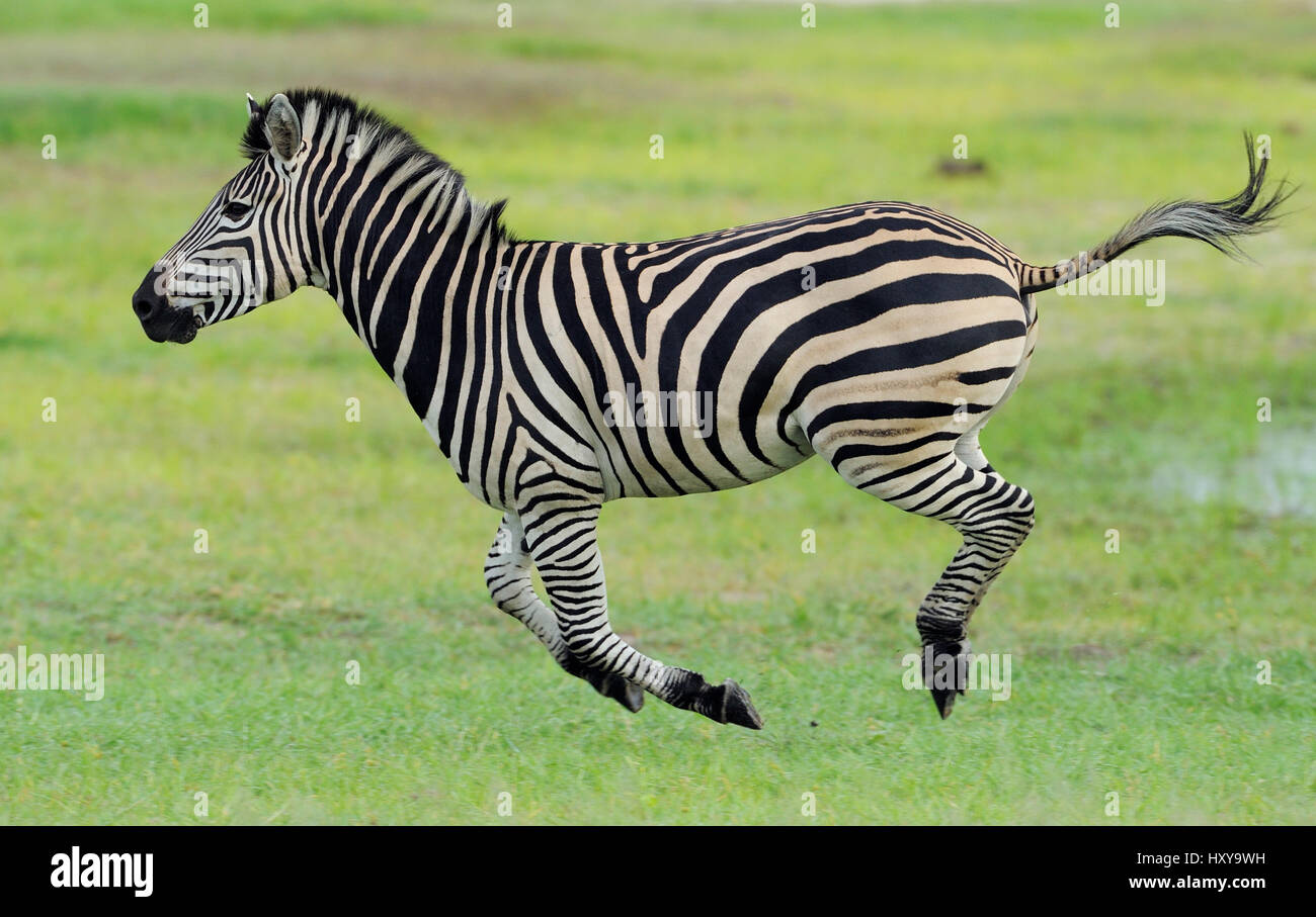 Zebra comune (Equus quagga) esecuzione di profilo, Parco Nazionale di Hwange, Zimbabwe Foto Stock