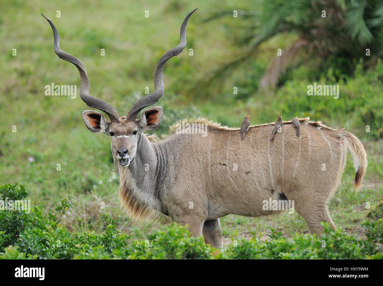 Kudu maggiore (Tragelaphus strepsiceros) maschio verticale con uccelli oxpecker sul retro, St Lucia zone umide del Parco Nazionale, Sud Africa Foto Stock