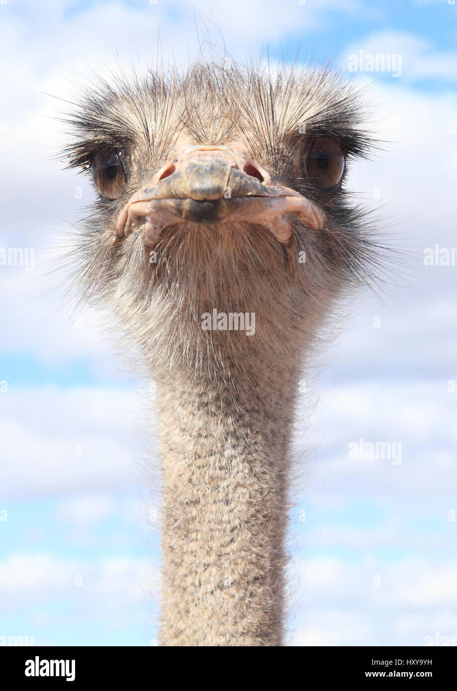 Facce di struzzi Foto Stock