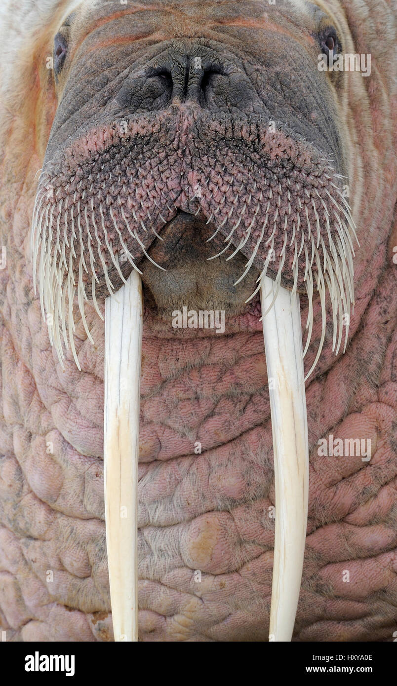 Tricheco (Odobenus rosmaris) close up ritratto di testa, Svalbard, Norvegia Foto Stock