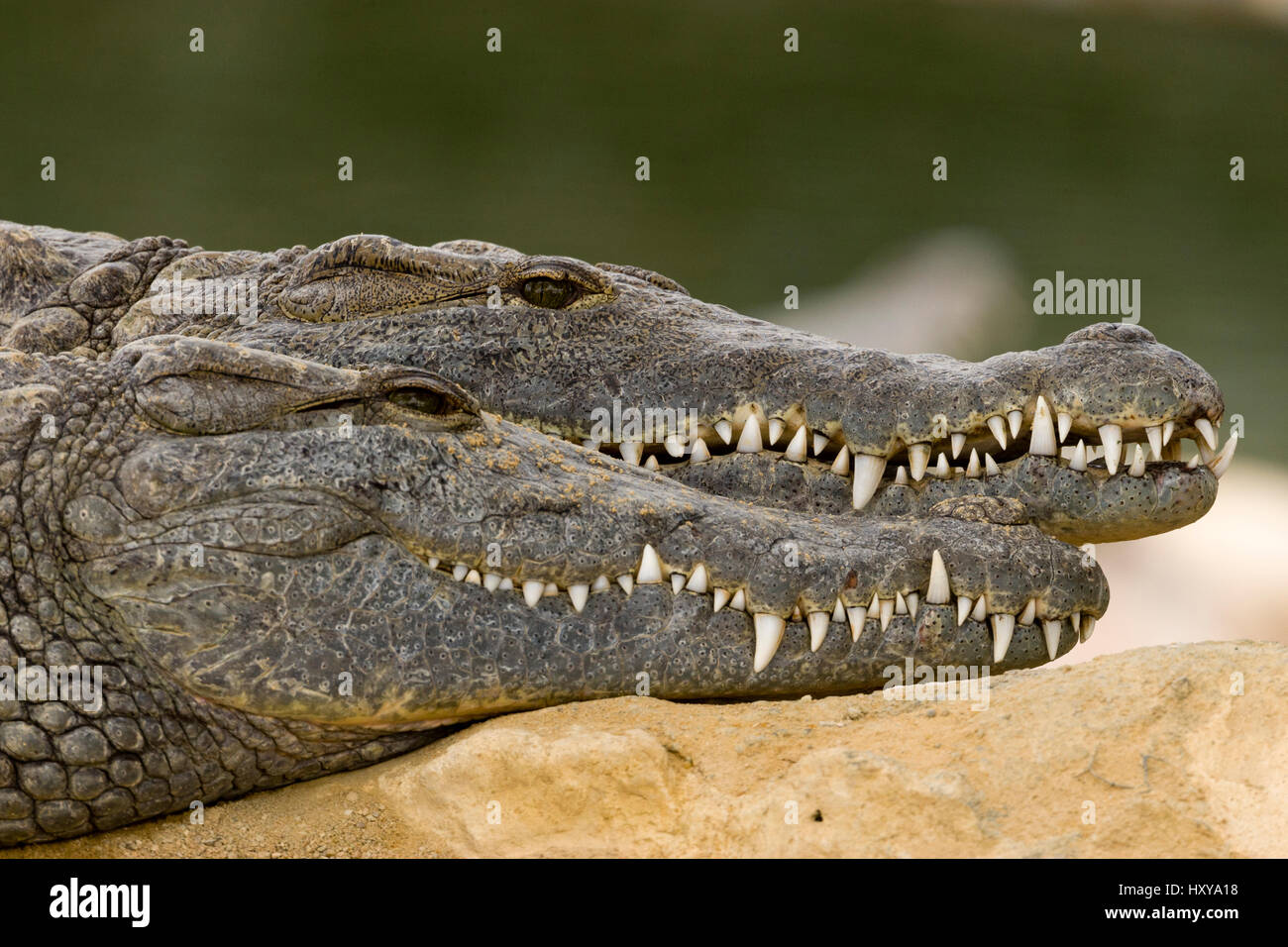Coccodrilli del Nilo (Crocodylus niloticus) basking, Masai-Mara Game Reserve, Kenya Foto Stock