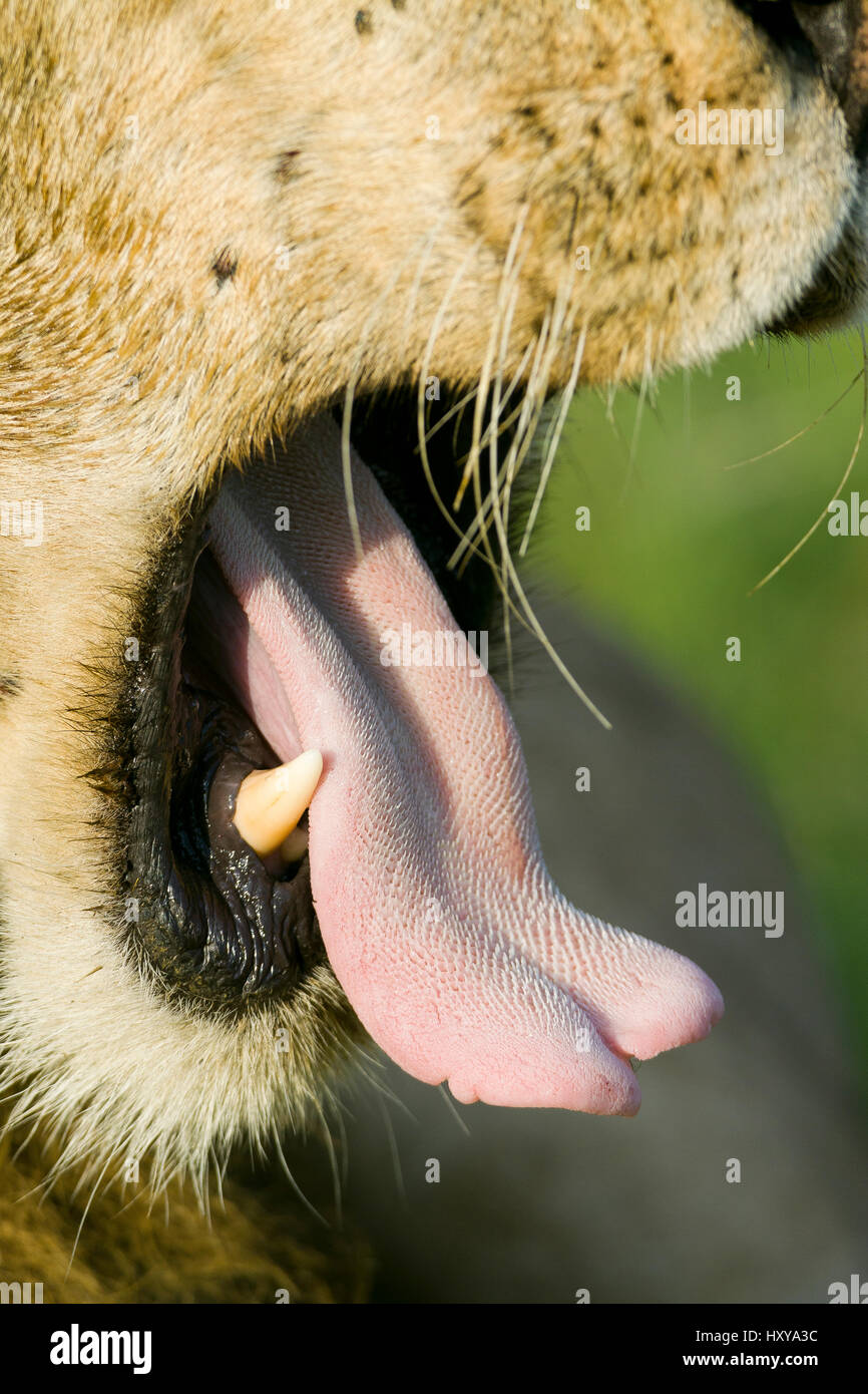 Lion (Panthera leo) sbadigli, close-up della bocca e della lingua che mostra spine e fondo dente canino, Masai-Mara Game Reserve, in Kenya. Le specie vulnerabili. Foto Stock