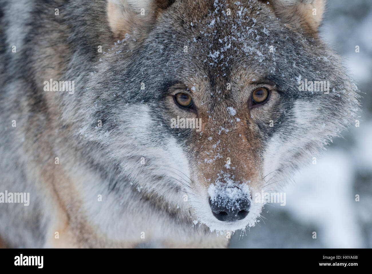 Close-up verticale di un Europeo lupo (Canis lupus), captive, Norvegia, febbraio. Foto Stock