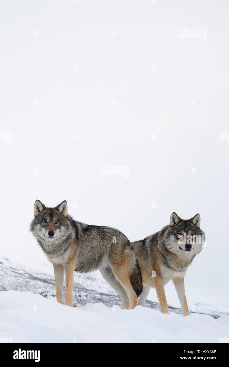 Due comunità lupi grigi (Canis lupus) nella neve, captive, Norvegia, febbraio. Foto Stock