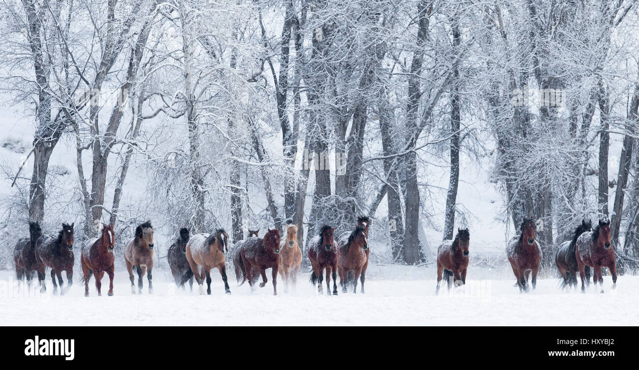Quarter Horses in esecuzione nella neve al ranch, Shell, Wyoming negli Stati Uniti, febbraio. Foto Stock