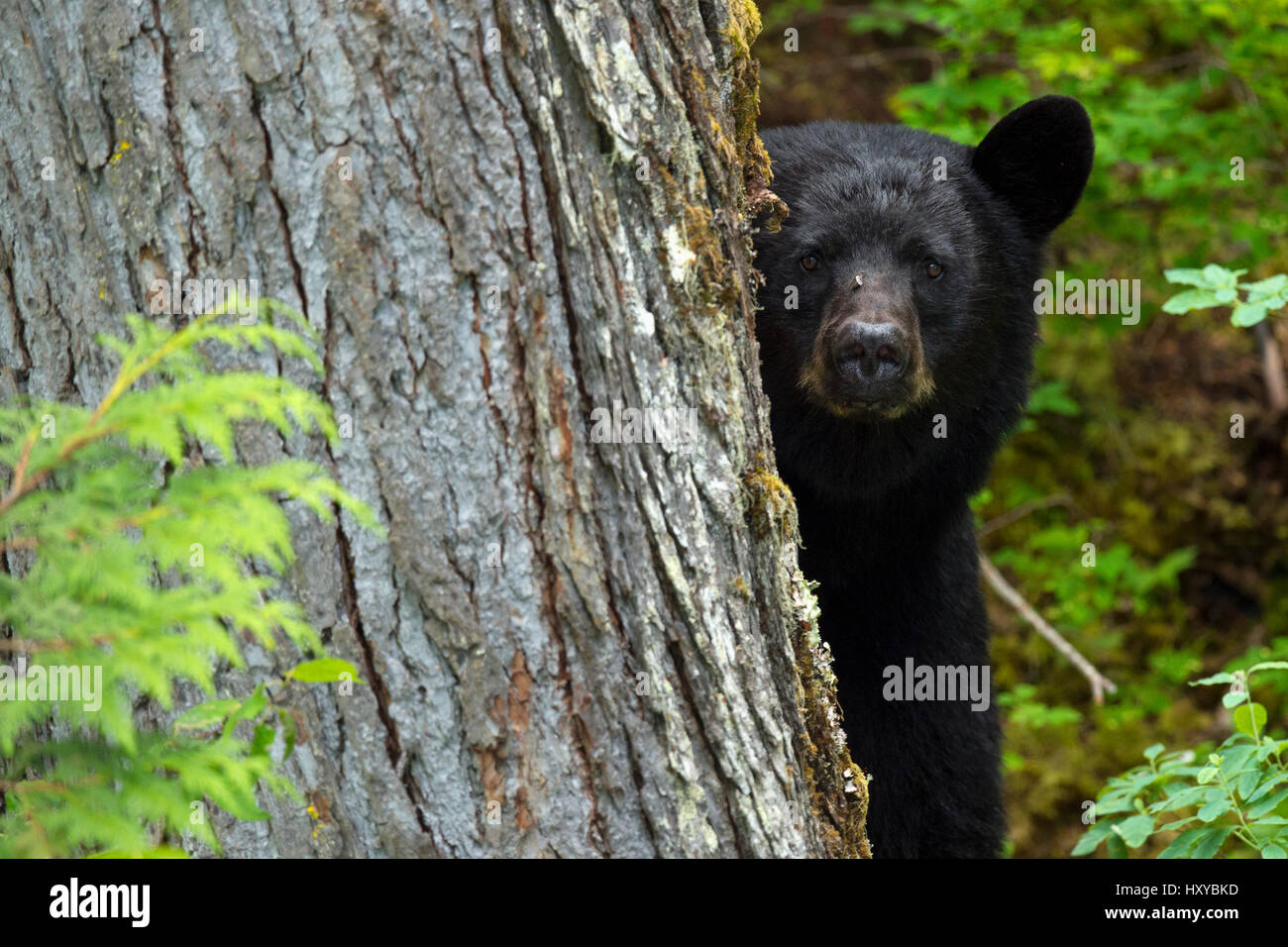 Black Bear (Ursus americanus) il peering da dietro un albero, Blue River, Clearwater, British Columbia, Canada, America del Nord Foto Stock