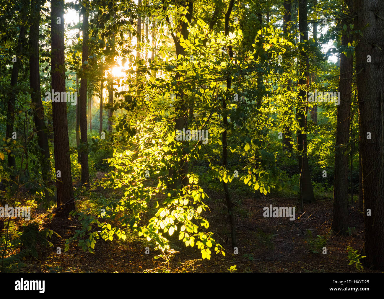 Luce solare magico nella foresta, Hochwald Uedemer Foto Stock