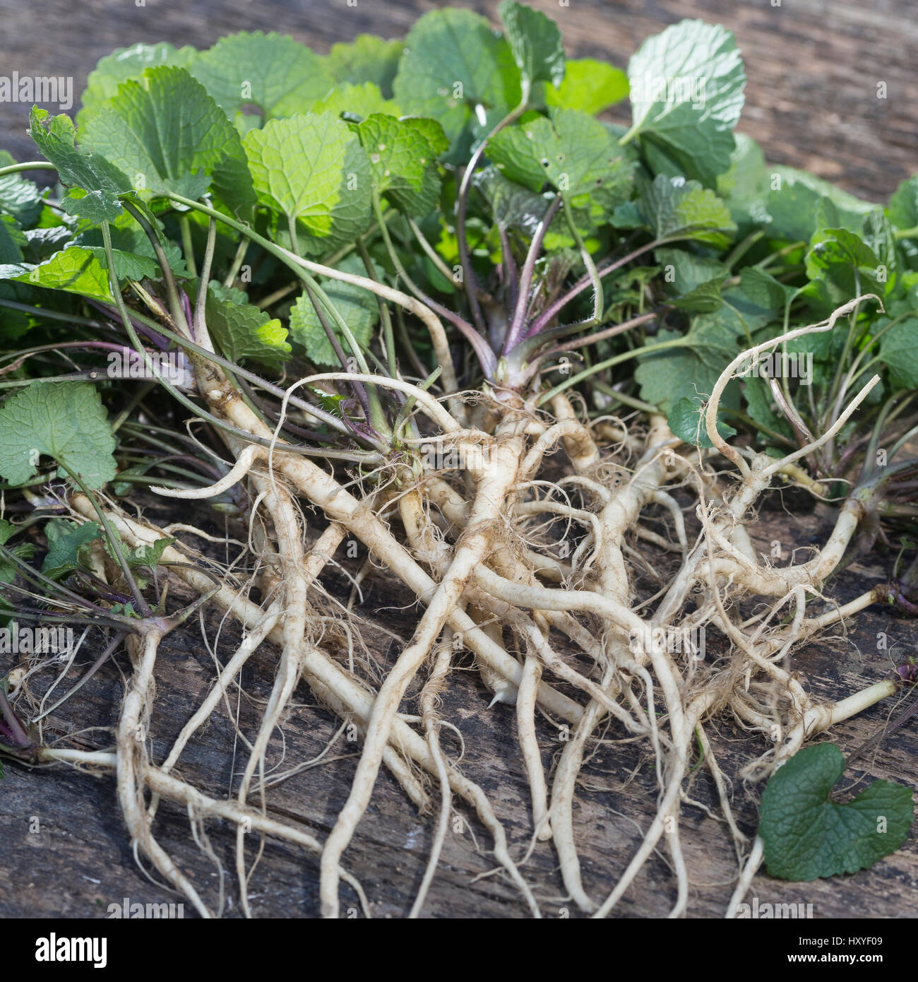 Gewöhnliche Knoblauchsrauke, Ernte, ernten, Kräuterernte, Wurzel, Wurzeln, Knoblauchsrauken-Wurzeln, Knoblauchsrauken-Wurzel, Knoblauchsraukenwurzeln, Foto Stock