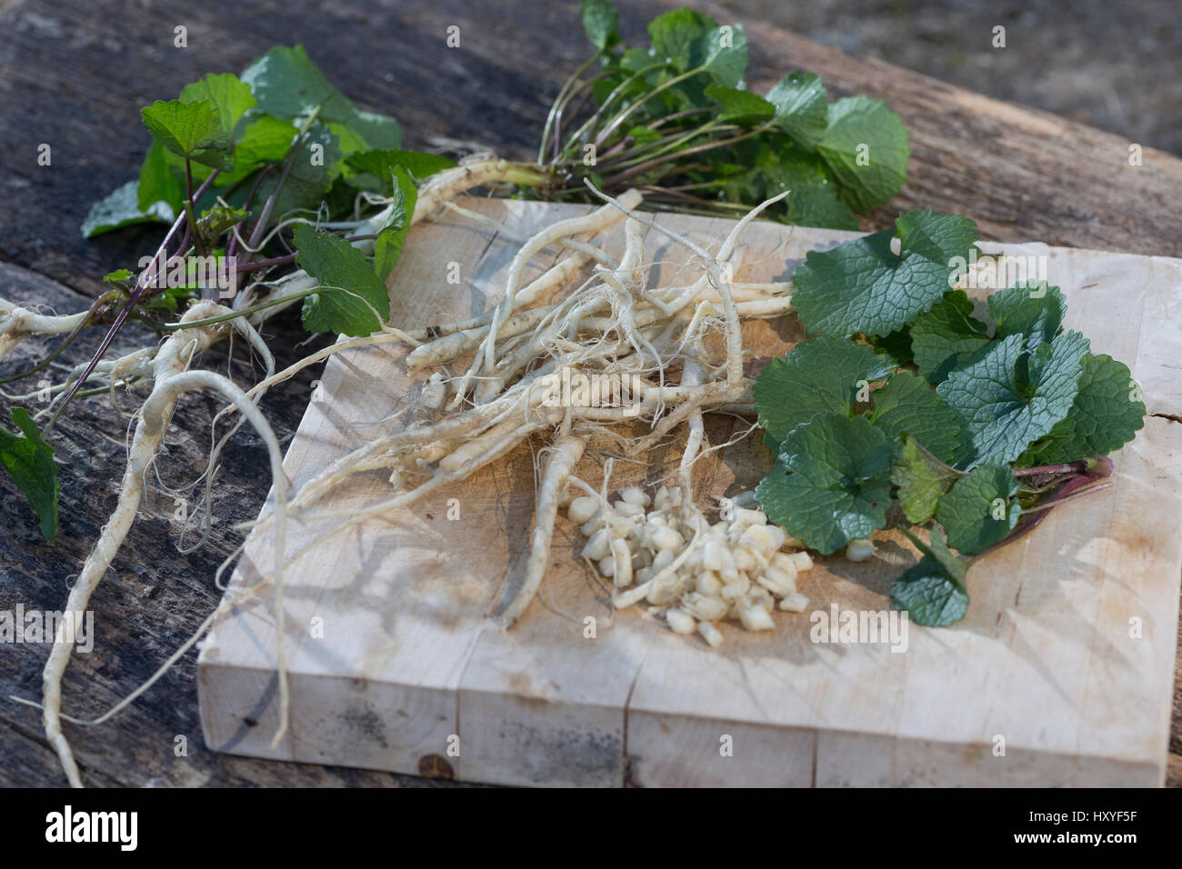 Gewöhnliche Knoblauchsrauke, Ernte, ernten, Kräuterernte, Wurzel, Wurzeln, Knoblauchsrauken-Wurzeln, Knoblauchsrauken-Wurzel, Knoblauchsraukenwurzeln, Foto Stock