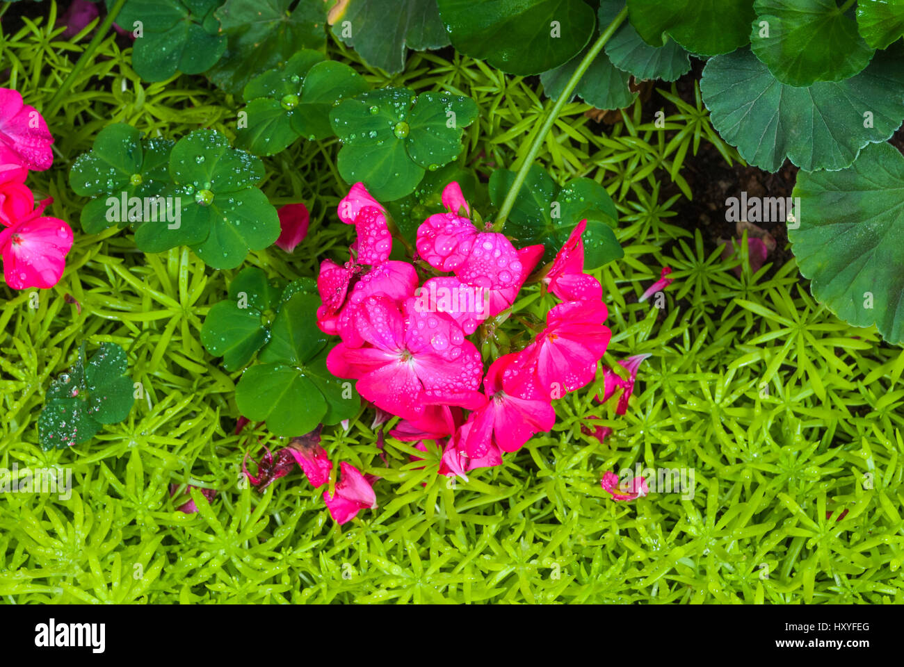Primo piano al rosa Impatiens Hawkeri W.Boll./ Nuova Guinea ibridi/ Balsaminaceae Foto Stock
