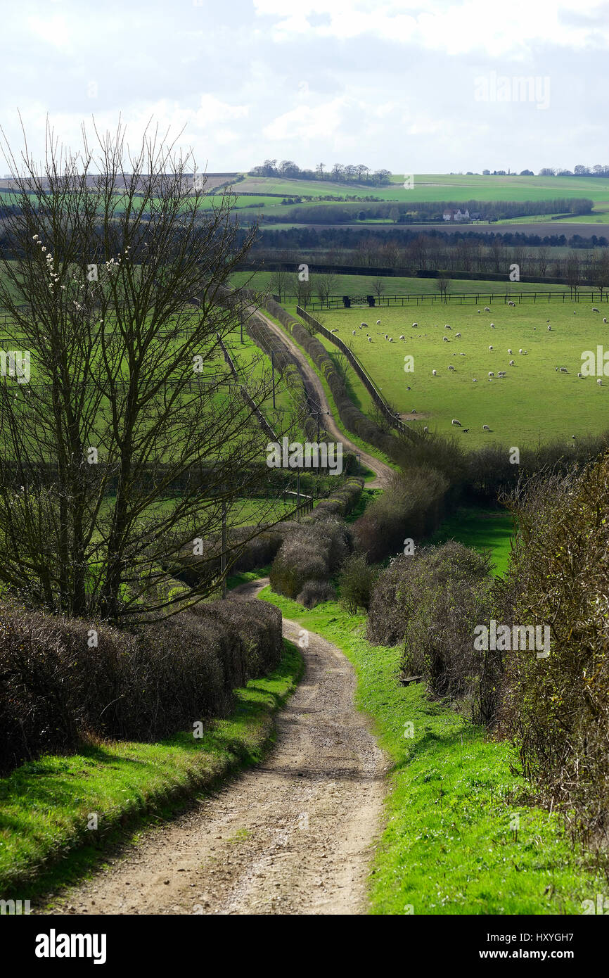 Il Lane fuori di orzo Foto Stock