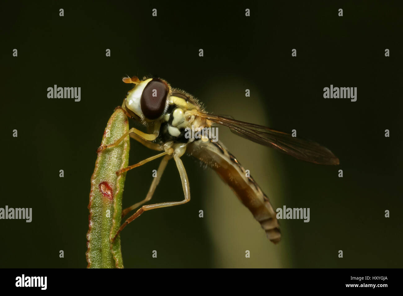 Volare seduti sul prato verde di boccole in un prato, close-up Foto Stock