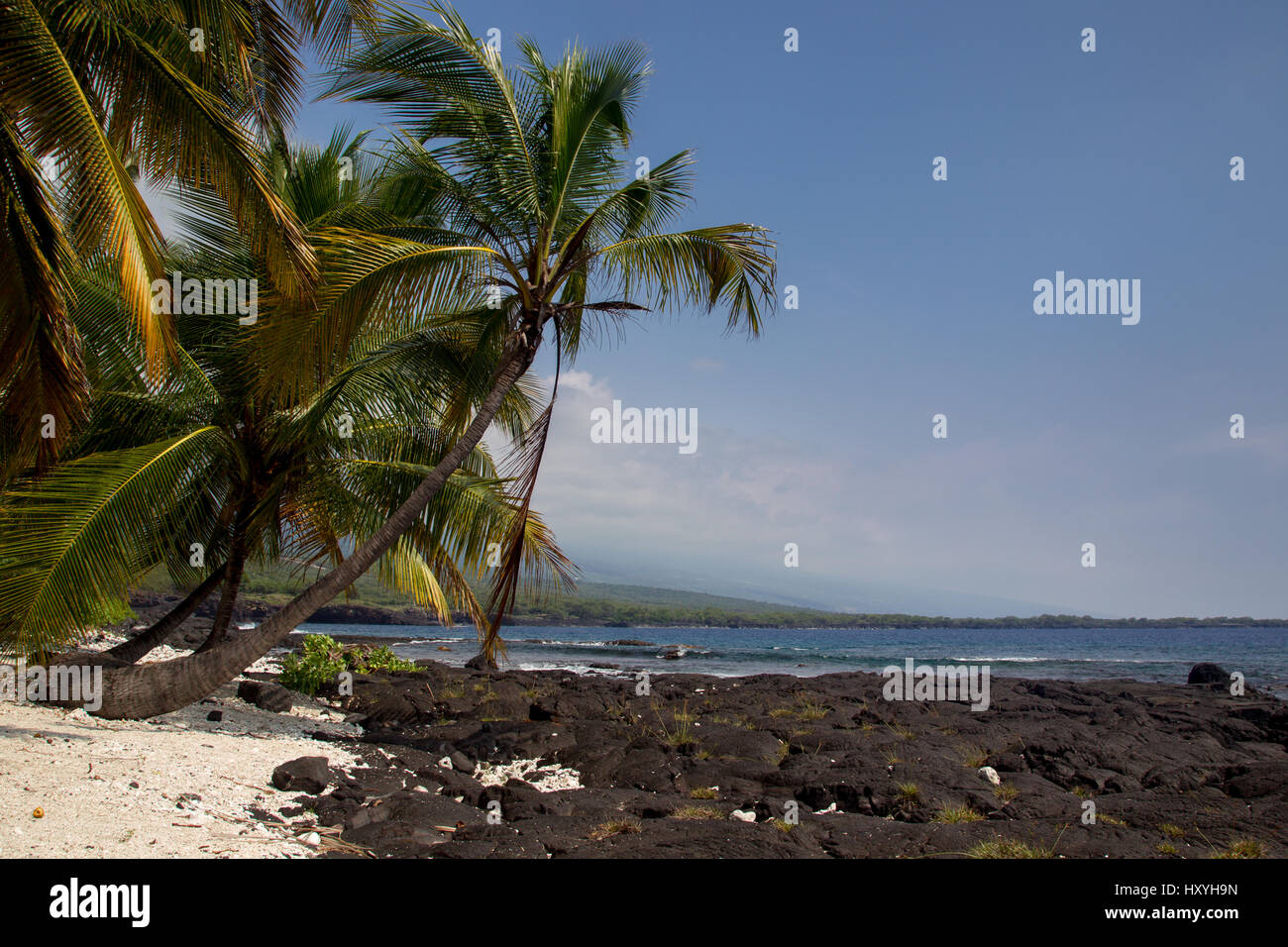 Le palme sulla spiaggia alla Puuhonua O Honaunau Park sulla Big Island, Hawaii, Stati Uniti d'America. Foto Stock