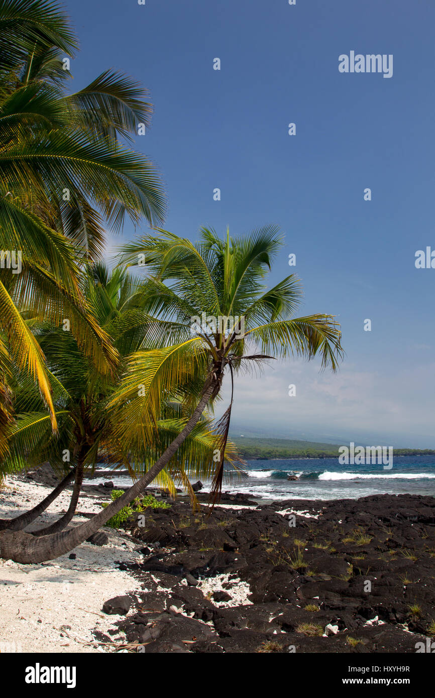 Le palme sulla spiaggia alla Puuhonua O Honaunau Park sulla Big Island, Hawaii, Stati Uniti d'America. Foto Stock