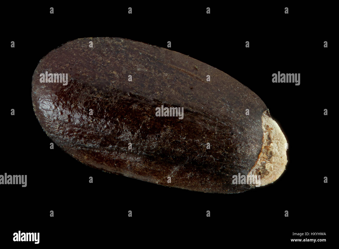 Lavandula angustifolia, vera lavanda, Echter Lavendel, seme, primo piano, seme 2 mm di lunghezza Foto Stock