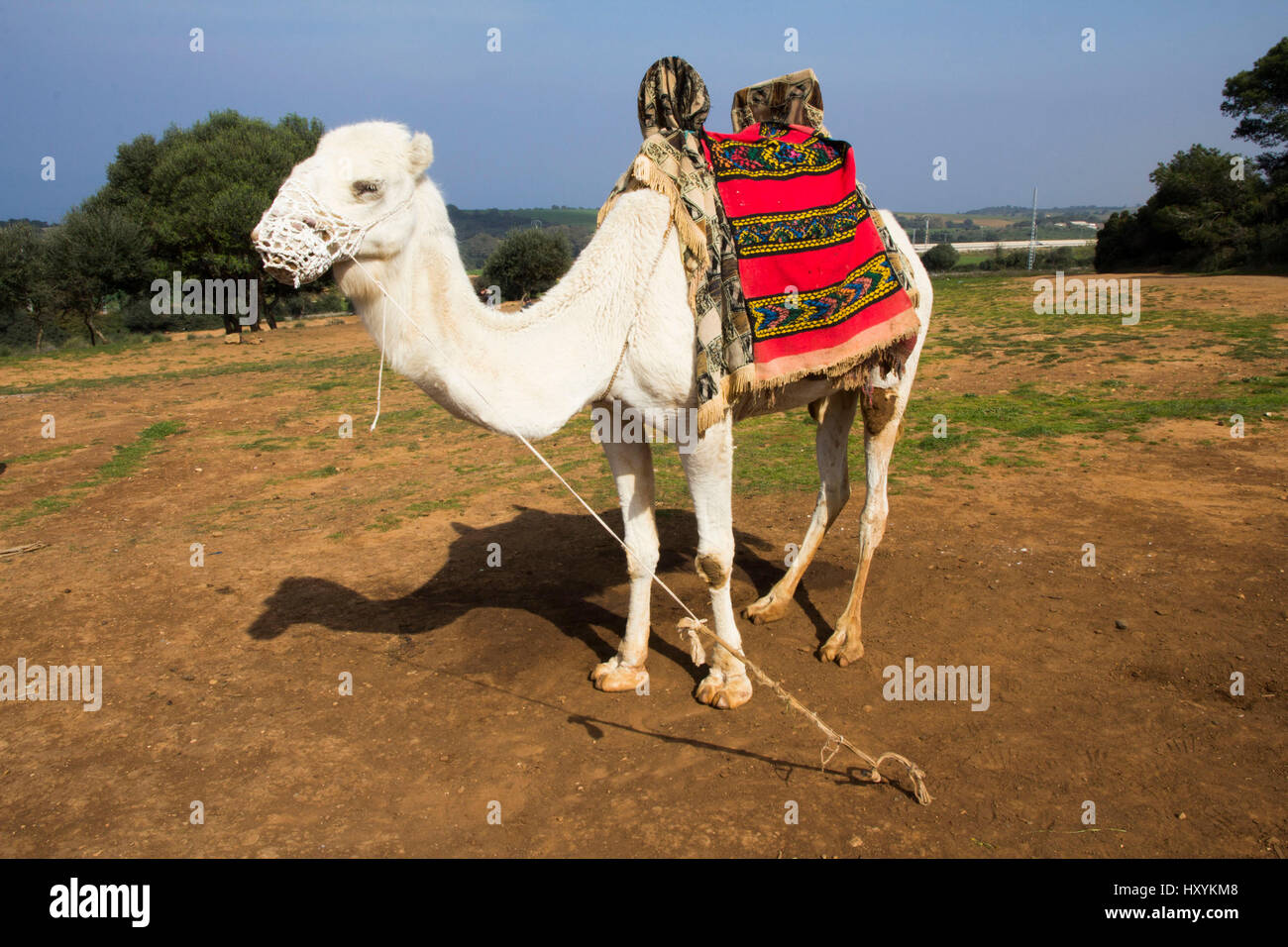 Una presenza ubiquitaria a quasi ogni nord africana sito turistico è un cammello -- disponibile, naturalmente, per l'equitazione in corrispondenza di una piccola tassa. Tipaza Provincia, Alge Foto Stock