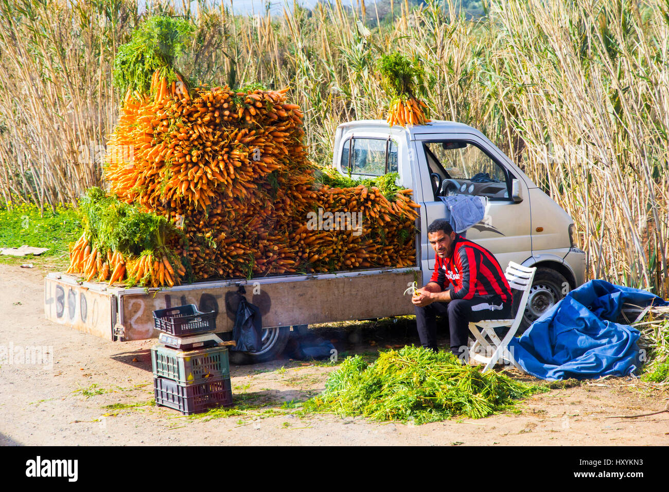 Una carota roadsice venditore in Tipaza Provincia, Algeria. Foto Stock