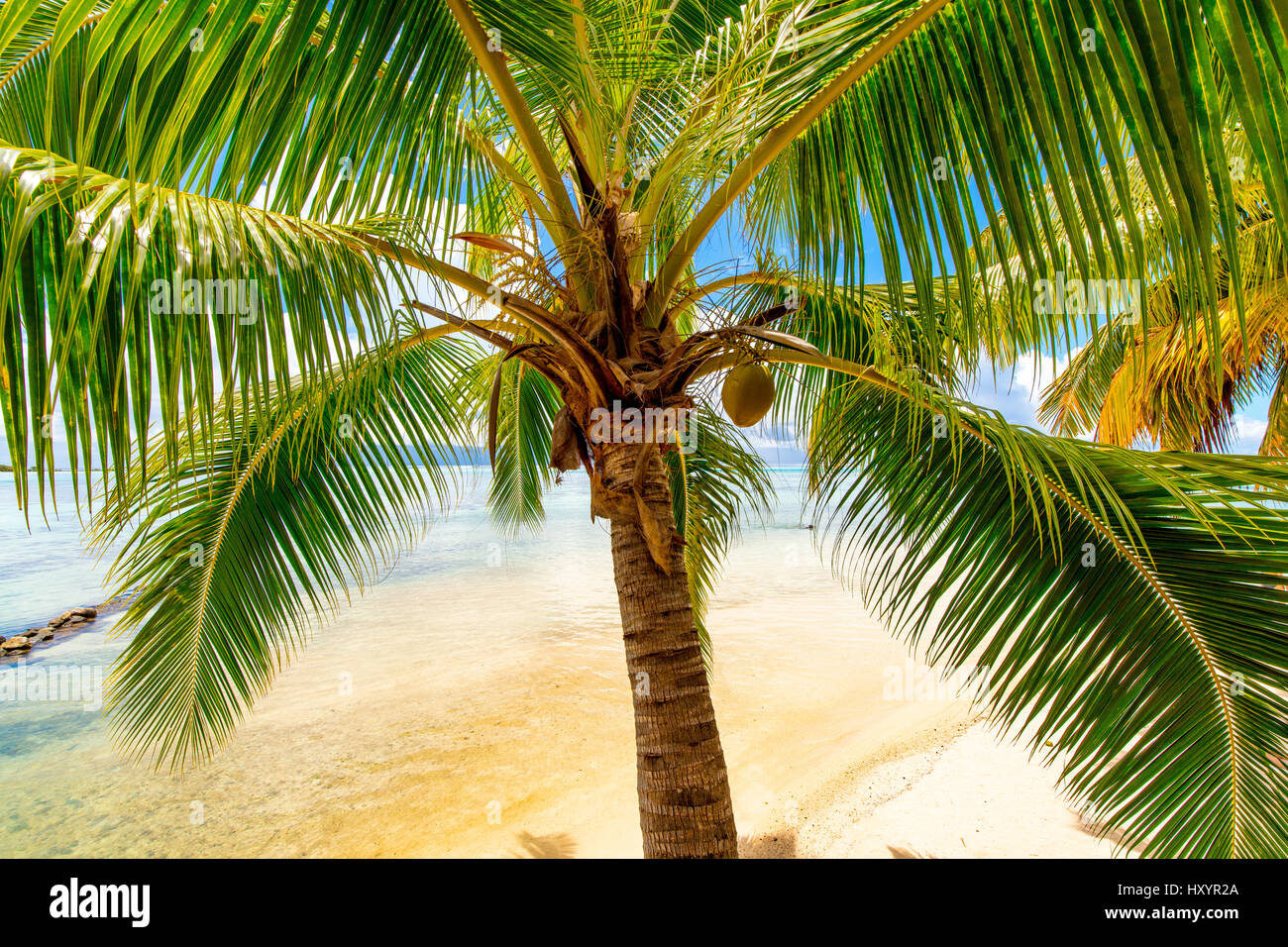 Les Tipaniers, Tiahura, Moorea, Polinesia Francese Foto Stock