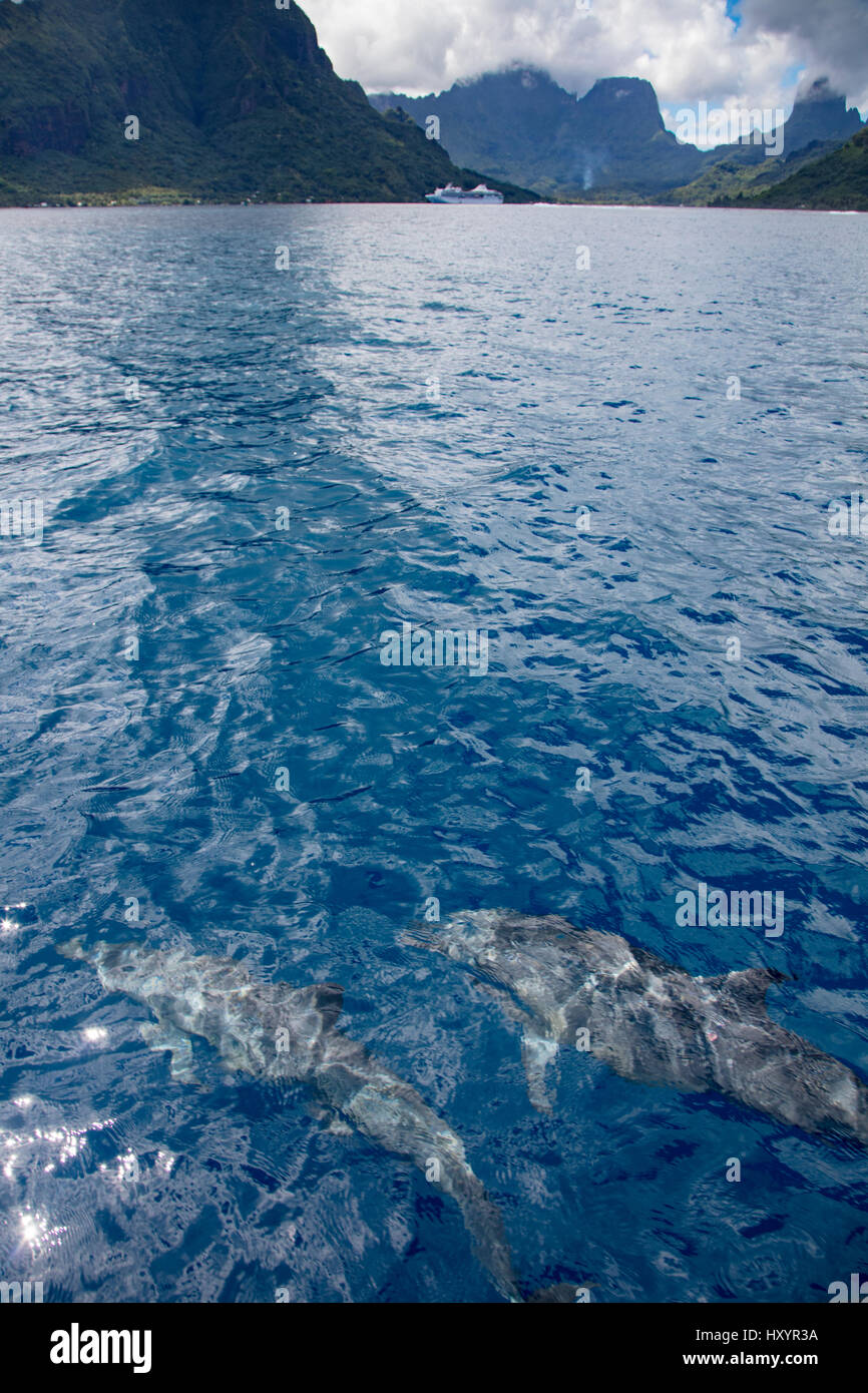 Dolphin, baia Opunohu, Moorea, Polinesia Francese Foto Stock