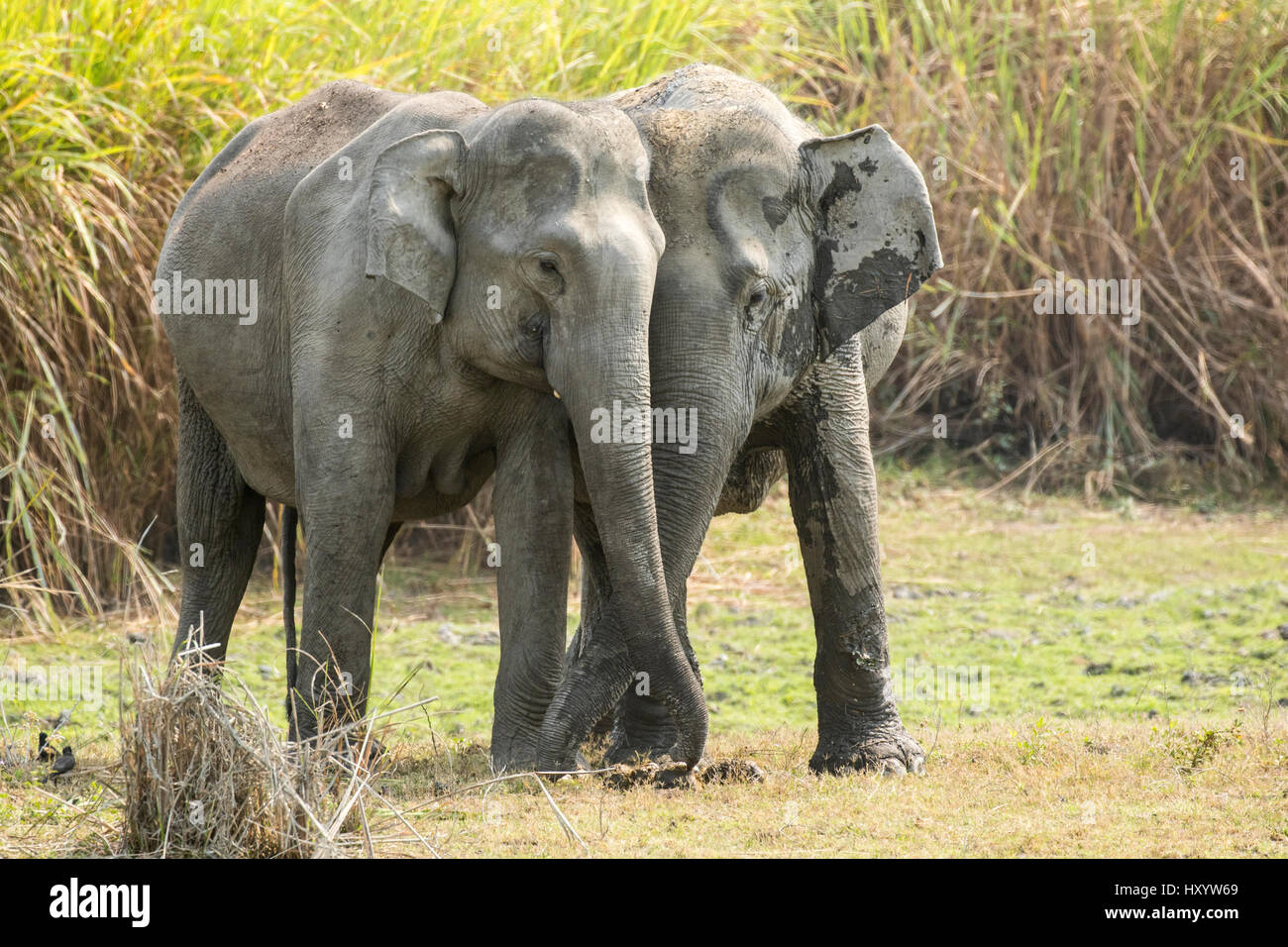 Elefanti asiatici (Elephas maximus) saluto ogni altro, il Parco Nazionale di Kaziranga, Assam, India Foto Stock