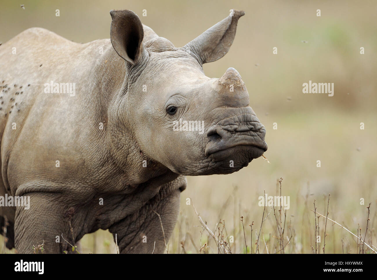 Rinoceronte bianco (Ceratotherium simum) di vitello, iMfolozi National Park, Sud Africa. Foto Stock