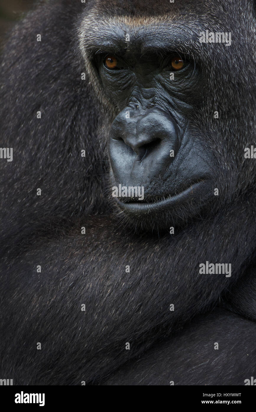 Western pianura gorilla (Gorilla gorilla gorilla) ritratto, captive, avviene in Africa centrale. In pericolo critico. Foto Stock