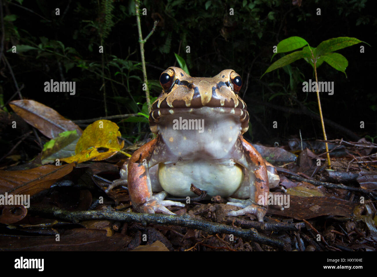 Smoky Jungle Frog (Leptodactylus savageii /pentadactylus) a scavare il suolo della foresta pluviale di notte. Caraibi centrale pedemontana, Costa Rica. Foto Stock