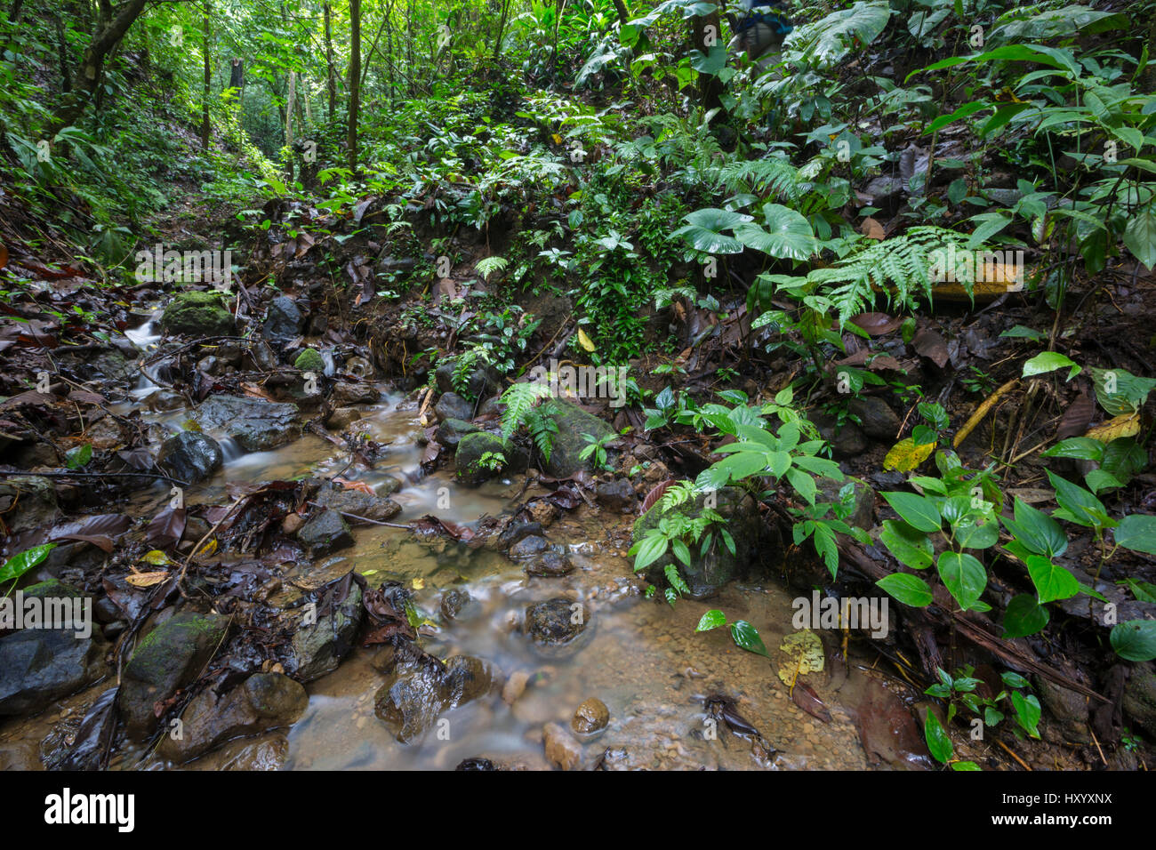 Flusso della foresta pluviale, habitat di veleno Golfodulcean Frog (Phyllobates vittatus). Penisola di Osa, Costa Rica. Foto Stock