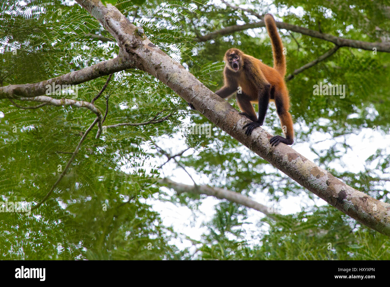 Nero-consegnato spider Monkey (Ateles geoffroyi). Penisola di Osa, Costa Rica. Maggio.. Specie in via di estinzione. Foto Stock