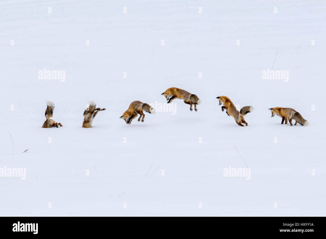 Red Fox (Vulpes vulpes) " ora " diving a caccia di roditori. Hayden Valley, il Parco Nazionale di Yellowstone, Wyoming negli Stati Uniti. Gennaio. Immagine composita. Foto Stock
