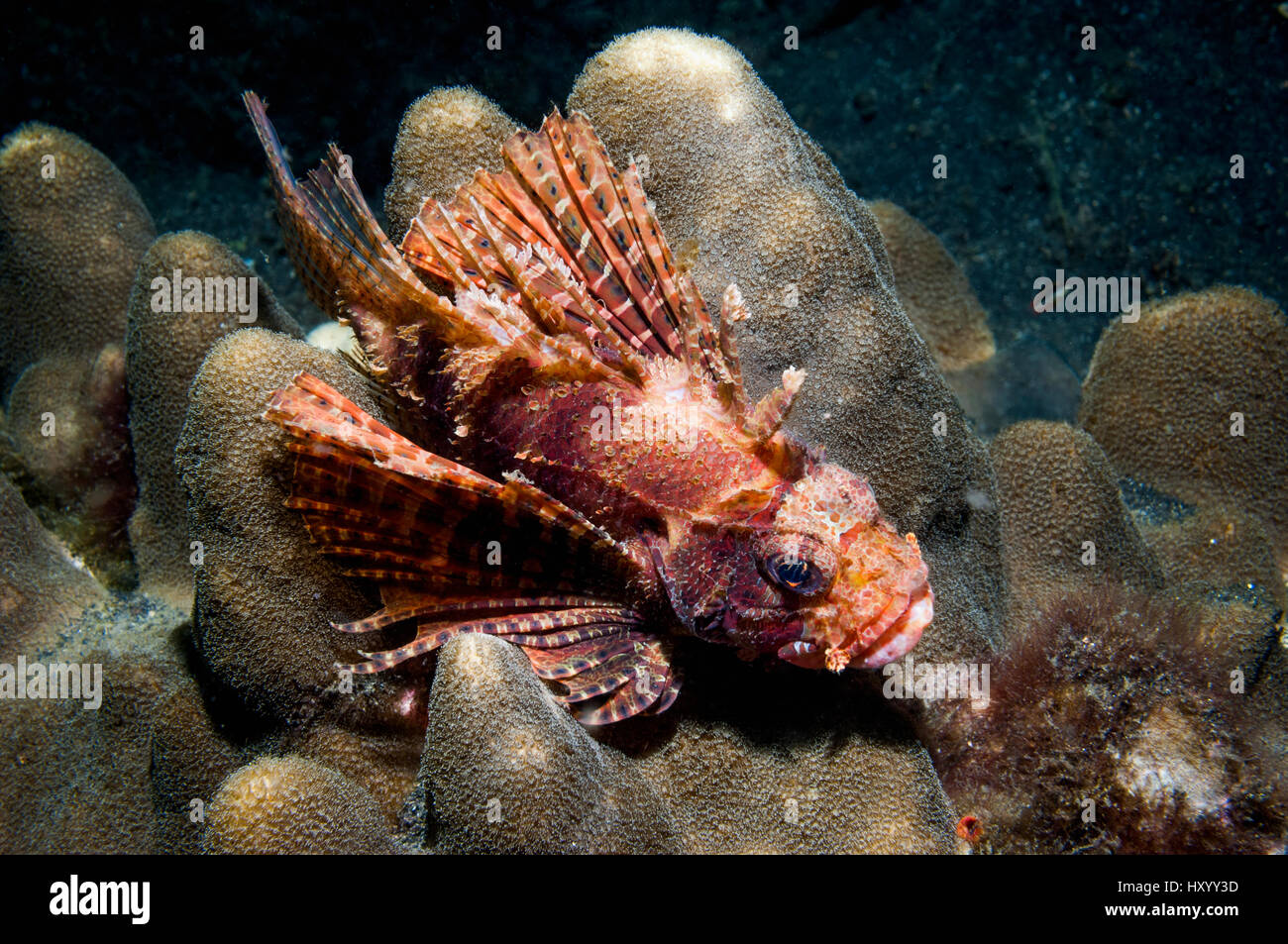 Leone Illex (Dendrochirus brachypterus) arroccato su di corallo. Lembeh strait, Sulawesi, Indonesia. Foto Stock