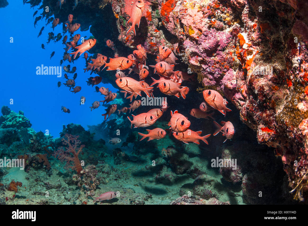 Scuola di rosso (soldierfish Myripristis murdjan). Egitto, Mar Rosso. Foto Stock