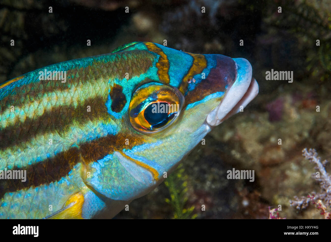 Ritratto di testa di Rainbow monoclasse orate o spot Calvo monoclasse orate (Scolopis temporalis). Papua occidentale, in Indonesia. Foto Stock